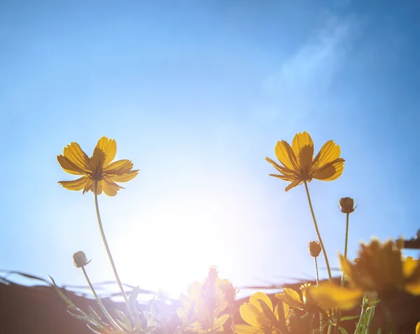 Fleur cosmos jaune avec un beau ciel et une utilisation de la lumière du soleil pour le bac — Photo
