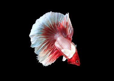 Siyam, Balık siyah zemin ile mücadele.