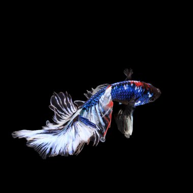 Siyam, Balık siyah zemin ile mücadele.