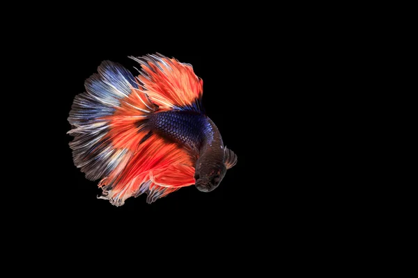 Siamese, fighting fish with black backdrop.