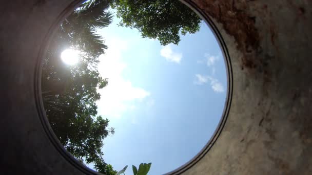 Πλάνα Roll Camera View Flower Pot Hands Φυτέψτε Ένα Δέντρο — Αρχείο Βίντεο