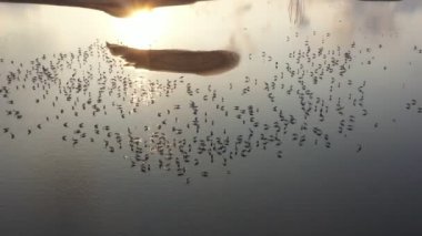 A rezervuarının ikinci çekimi. Kuşlar uçuyor ve bazıları yerde yemek yiyor. Tayland yazında doğanın güzelliği. İklim değişikliği krizi ve kurumuş nehir. video video b rulo 4k.