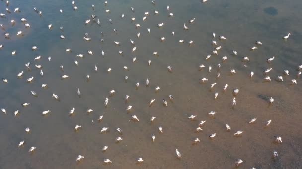 Filmación Rollo Embalse Con Aves Volando Algo Comer Comida Suelo — Vídeos de Stock
