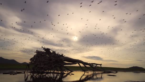 Кадри Рулон Дерева Сухий Річці Під Час Заходу Сонця Криза — стокове відео
