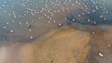 A rezervuarının ikinci çekimi. Kuşlar uçuyor ve bazıları yerde yemek yiyor. Tayland yazında doğanın güzelliği. İklim değişikliği krizi ve kurumuş nehir. video video b rulo 4k.