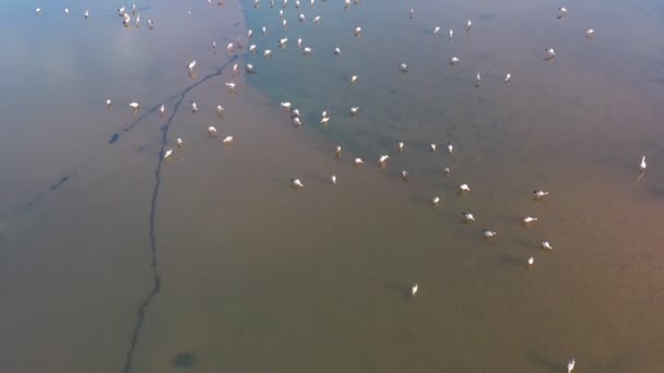 Filmato Rotolo Serbatoio Con Uccelli Che Volano Mangiare Cibo Terra — Video Stock