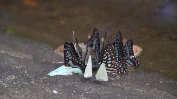 Filmación Rollo Grupo Mariposas Chupando Nutrientes Arrastrándose Por Suelo Bosque — Vídeo de stock