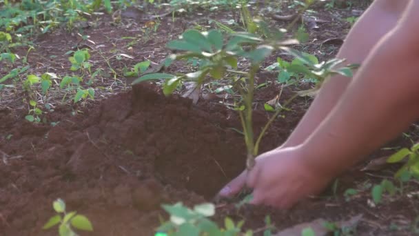 Πλάνα Roll Χέρι Νεαρής Γυναίκας Που Φυτεύει Δέντρο Για Όζον — Αρχείο Βίντεο