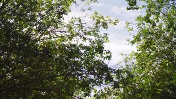 镜头B滚动的观点明亮的绿叶在阳光相机平底锅和倾斜 生动的春天背景 橡胶树的嫩叶 美丽的自然 — 图库视频影像
