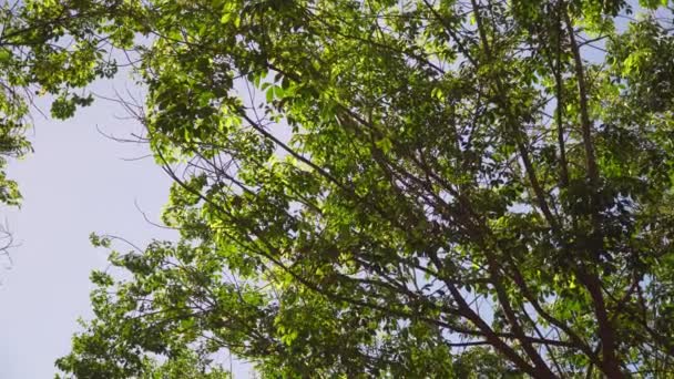 ビューの映像Bロール明るい緑の葉は 太陽光カメラのパンと傾きで 鮮やかな春の背景 ゴムの木の若い葉 美しい自然 — ストック動画