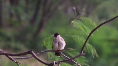 Bulbul 'un yakın çekim görüntüleri. Doğanın arka planında bir daldaki kuş. Hayvan herif. (Tünemiş Kırmızı Havalı Bulbul Pycnonotus Cafer), Vahşi kuşlar doğanın dallarındaki tüyleri temizliyor..