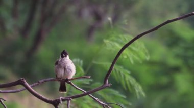 Bulbul 'un yakın çekim görüntüleri. Doğanın arka planında bir daldaki kuş. Hayvan herif. (Tünemiş Kırmızı Havalı Bulbul Pycnonotus Cafer), Vahşi kuşlar doğanın dallarındaki tüyleri temizliyor..