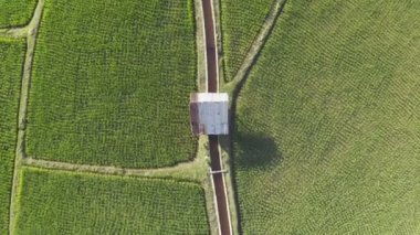 Çeltik tarlalarındaki tarımın üzerinde uçan Aerial view insansız hava aracının görüntüsü. Doku arka planı doğaldır. Kuzey Tayland 'da pirinç yetiştirme kavramı.