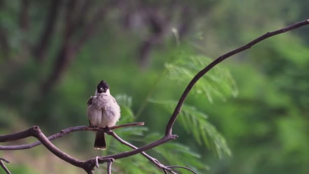 Rekaman Roll Dari Dekat Bulbul Burung Pada Cabang Latar Belakang — Stok Video