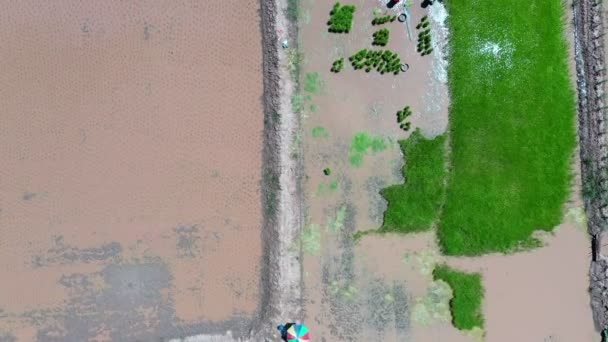 Filmagem Roll Aerial Drone View Thai Women Transplanting Rice Seedlings — Vídeo de Stock