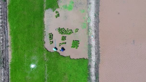 Filmagem Roll Aerial Drone View Thai Women Transplanting Rice Seedlings — Vídeo de Stock