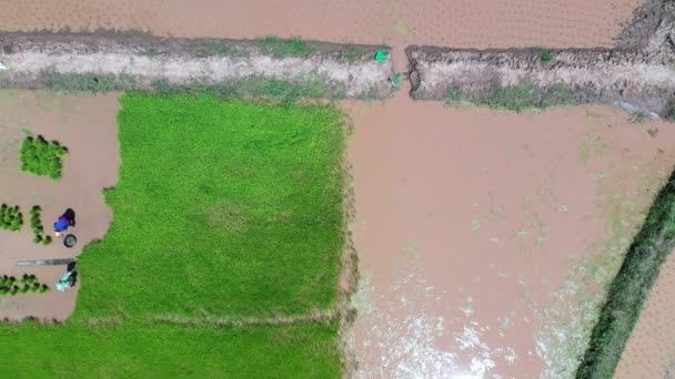 Filmagem Roll Aerial Drone View Thai Women Transplanting Rice Seedlings — Vídeo de Stock