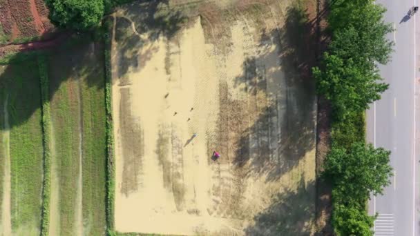 Felvétel Repülő Drón Felvétel Arról Hogy Thai Nők Rizs Palántákat — Stock videók