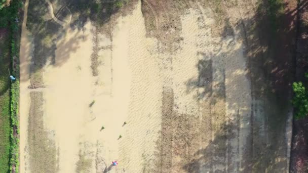 Filmagem Roll Aerial Drone View Thai Women Transplanting Rice Seedlings — Vídeo de Stock