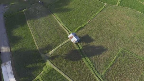 Bilder Rulle Antenn Visa Drönare Flyger Över Jordbruk Paddyris Fält — Stockvideo