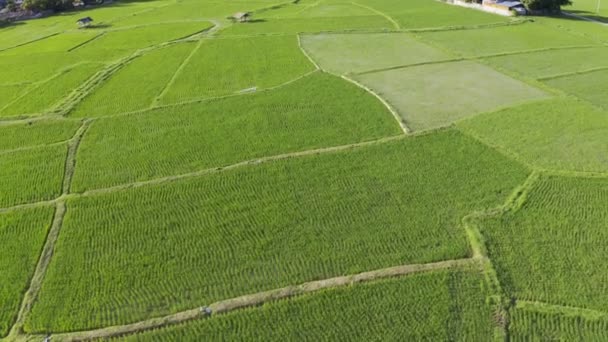 Footage Roll Aerial View Drone Flying Agriculture Paddy Rice Fields — Stock Video