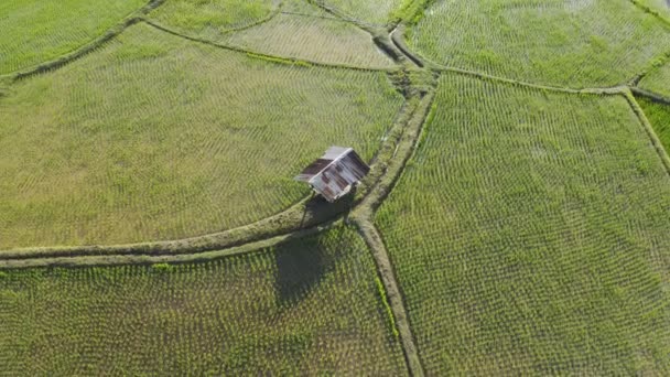 Bilder Rulle Antenn Visa Drönare Flyger Över Jordbruk Paddyris Fält — Stockvideo