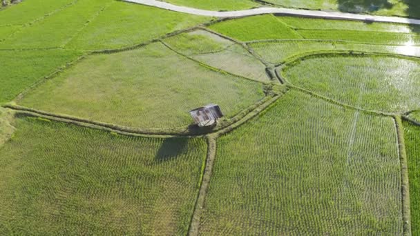 Çeltik Tarlalarındaki Tarımın Üzerinde Uçan Aerial View Insansız Hava Aracının — Stok video