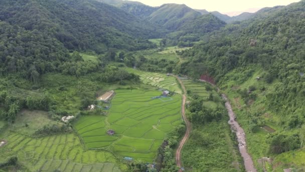 Filmagem Rolo Drone Visão Aérea Sobrevoando Agricultura Arrozais Para Cultivo — Vídeo de Stock