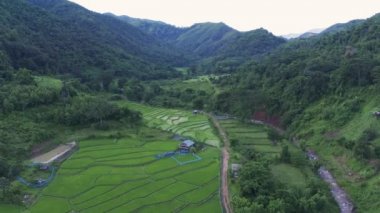Çeltik tarlalarındaki tarımın üzerinde uçan Aerial view insansız hava aracının görüntüsü. Doku arka planı doğaldır. Kuzey Tayland 'da pirinç yetiştirme kavramı.