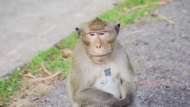 Filmagem Rolo Macacos Selvagens Estão Procura Comida Chão Eles Estão — Vídeo de Stock