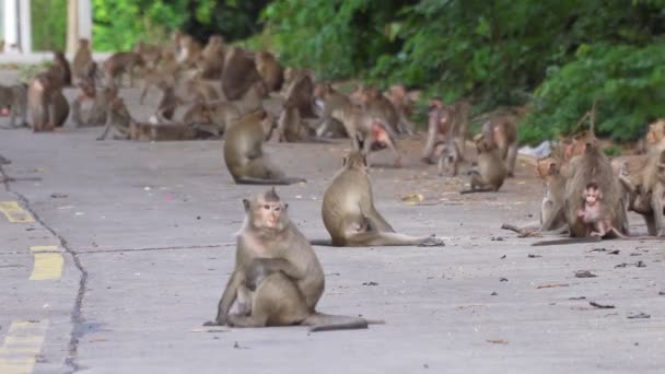 Filmagem Rolo Macacos Selvagens Estão Procura Comida Chão Eles Estão — Vídeo de Stock