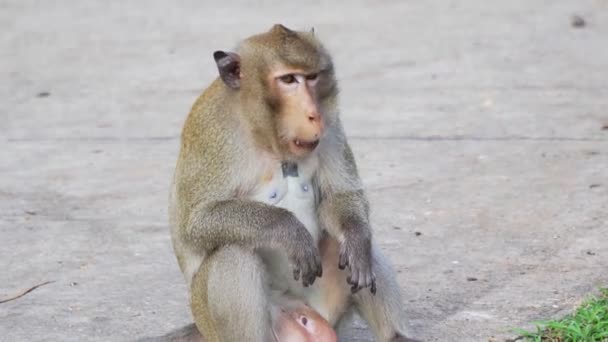 Záběry Rolí Divokých Opic Hledají Potravu Zemi Odpočívají Opice Jedí — Stock video