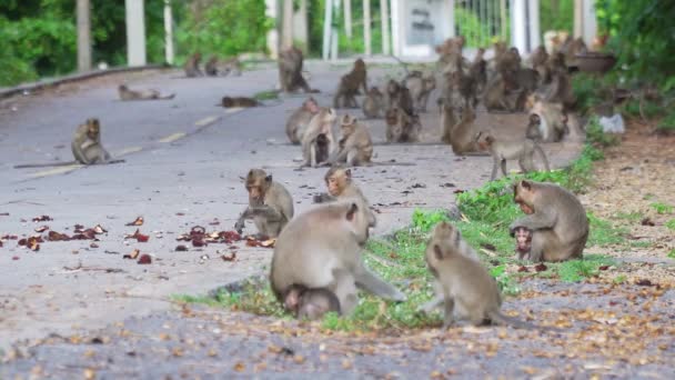 Filmación Rollo Monos Salvajes Están Buscando Comida Suelo Están Descansando — Vídeo de stock