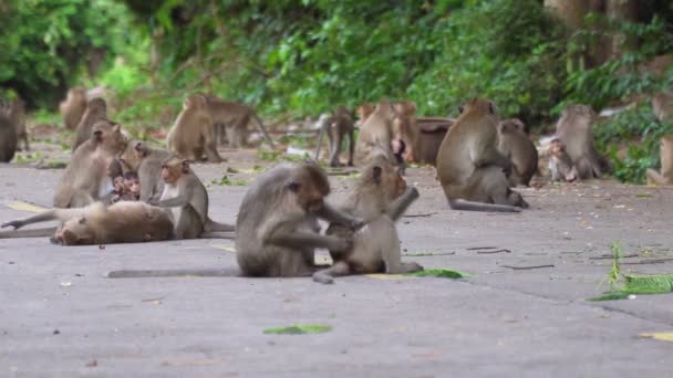 影像B卷野生猴子在地上寻找食物 它们正在休息 猴子在地上吃东西 猴子的野生动物玩得很开心 — 图库视频影像