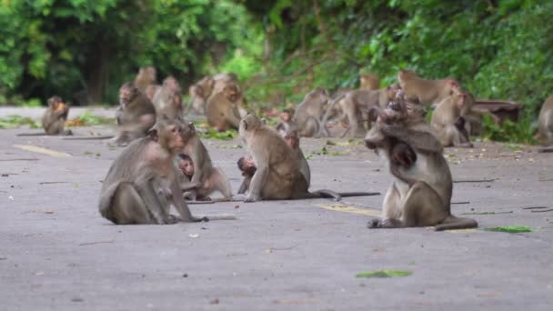 Filmación Rollo Monos Salvajes Están Buscando Comida Suelo Están Descansando — Vídeo de stock