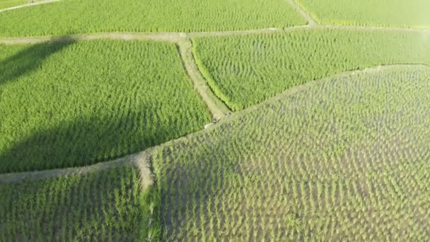 Filmagem Rolo Drone Visão Aérea Sobrevoando Agricultura Arrozais Para Cultivo — Vídeo de Stock