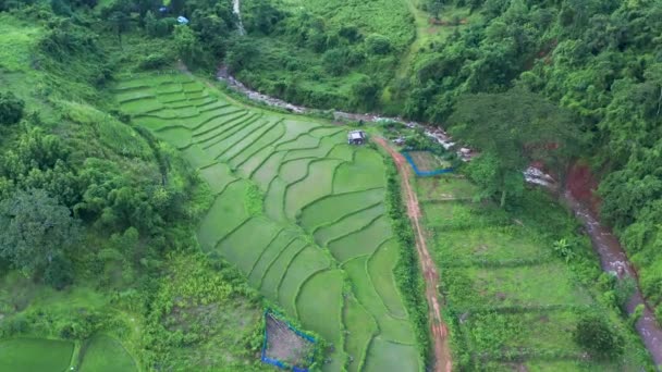 在稻田上空盘旋的航拍图像B Roll对农作的影响 自然的纹理背景 泰国北部种植水稻的农业概念 — 图库视频影像