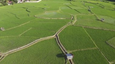 B-rulo Aerial görüntülü drone tarım üzerinde uçuyor çeltik pirinç tarlalarında tarım için. Doku arka planı doğaldır. Tarım kavramı Tayland 'ın kuzeyindeki nan eyaletinde pirinç bitkileri yetiştiriyor..