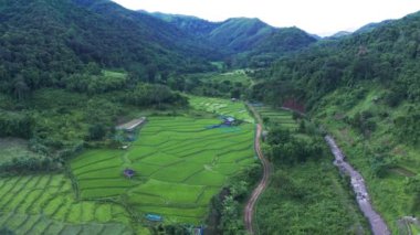 Airial View Drone 'un kırsal çeltik pirinç tarlalarının ve köyün üzerinde uçuşu. Güzel doğa manzarası.