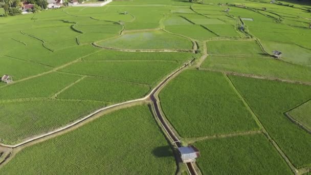 Roll Aerial View Drone Flying Agriculture Paddy Rice Fields Cultivation — Stock Video