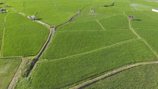 Roll Aerial View Drone Flying Agriculture Paddy Rice Fields Cultivation — Stock Video