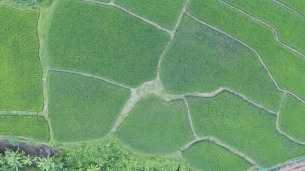 Rulo Aerial Görüntülü Drone Tarım Üzerinde Uçuyor Çeltik Pirinç Tarlalarında — Stok video