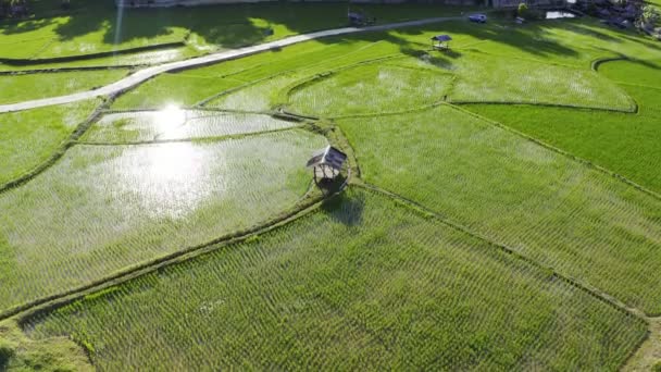 映像B Roll Airial Viewドローンは水田稲作のために農業の上空を飛行する 自然なテクスチャの背景 タイ北部における稲作の概念 — ストック動画