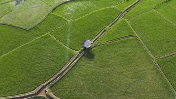 Footage Roll Aerial View Drone Terbang Atas Pertanian Sawah Sawah — Stok Video