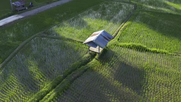 Nagranie Roll Drona Widokiem Powietrza Przelatującego Nad Rolnictwem Polach Ryżu — Wideo stockowe