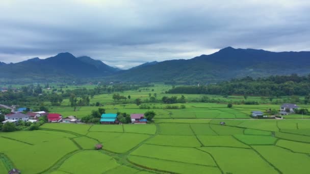 Nagranie Roll Drona Widokiem Powietrza Przelatującego Nad Rolnictwem Polach Ryżu — Wideo stockowe