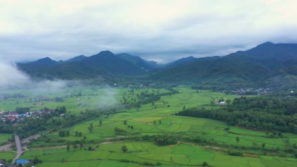 Images Rouleau Drone Vue Aérienne Survolant Agriculture Dans Les Rizières — Video