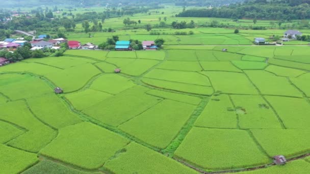 Filmagem Rolo Drone Visão Aérea Sobrevoando Agricultura Arrozais Para Cultivo — Vídeo de Stock