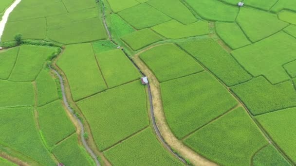 Filmagem Rolo Drone Visão Aérea Sobrevoando Agricultura Arrozais Para Cultivo — Vídeo de Stock