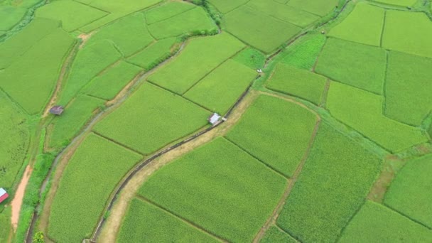 Filmagem Rolo Drone Visão Aérea Sobrevoando Agricultura Arrozais Para Cultivo — Vídeo de Stock